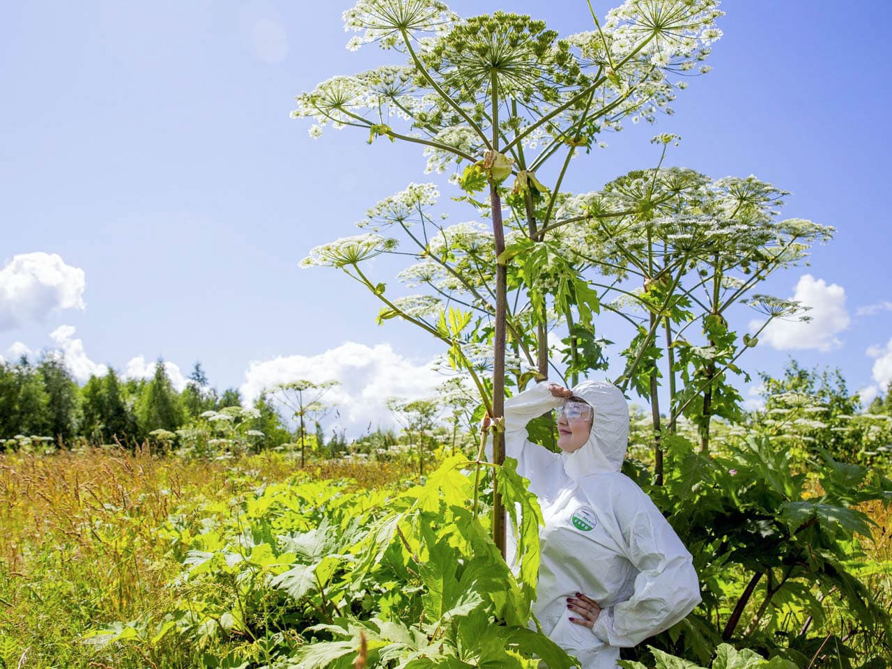 Борщевик Сосновского на участке